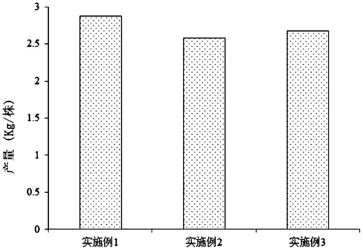 High-yield macadamia nut tree planting method