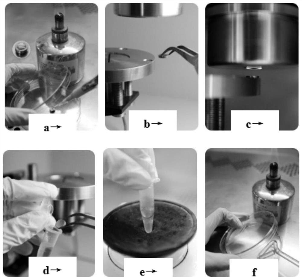 High-throughput breeding method of ultrahigh-concentration beer brewing strain