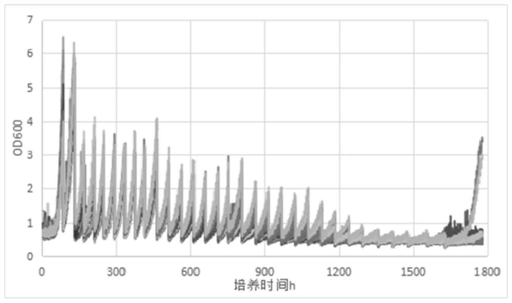 High-throughput breeding method of ultrahigh-concentration beer brewing strain