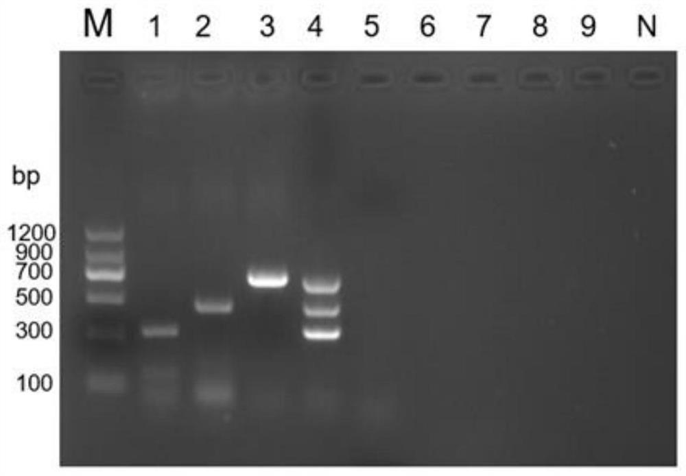 Triple PCR detection method for simultaneously detecting three feline diarrhea viruses and application of triple PCR detection method