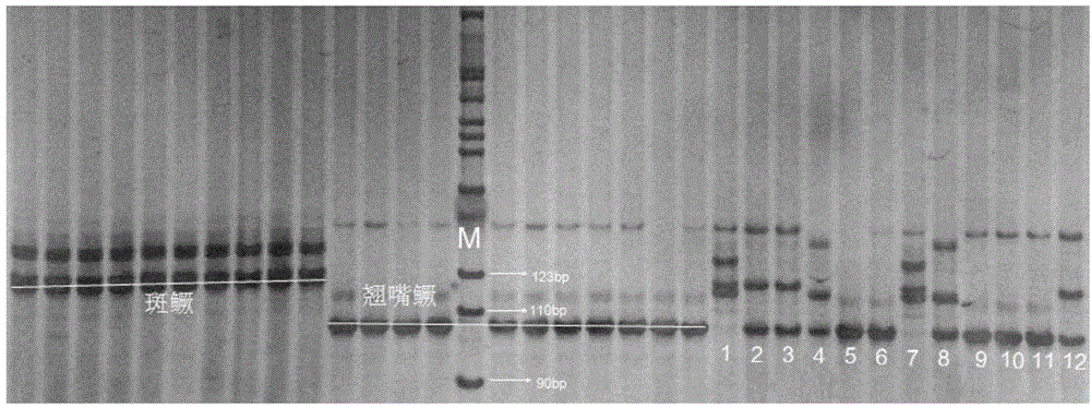 Molecular identification method used for siniperca chuatsi, siniperca scherzeri and hybrid f1 of siniperca chuatsi and siniperca scherzeri