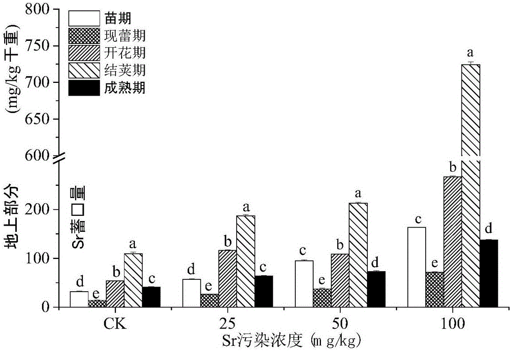 Method for restoring strontium-contaminated soil through oilseed rape