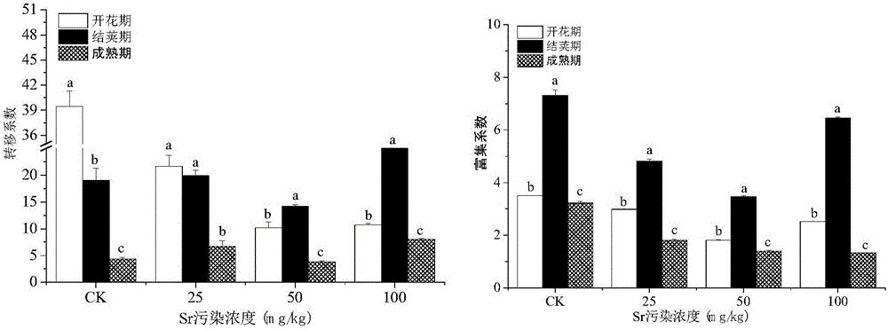 Method for restoring strontium-contaminated soil through oilseed rape