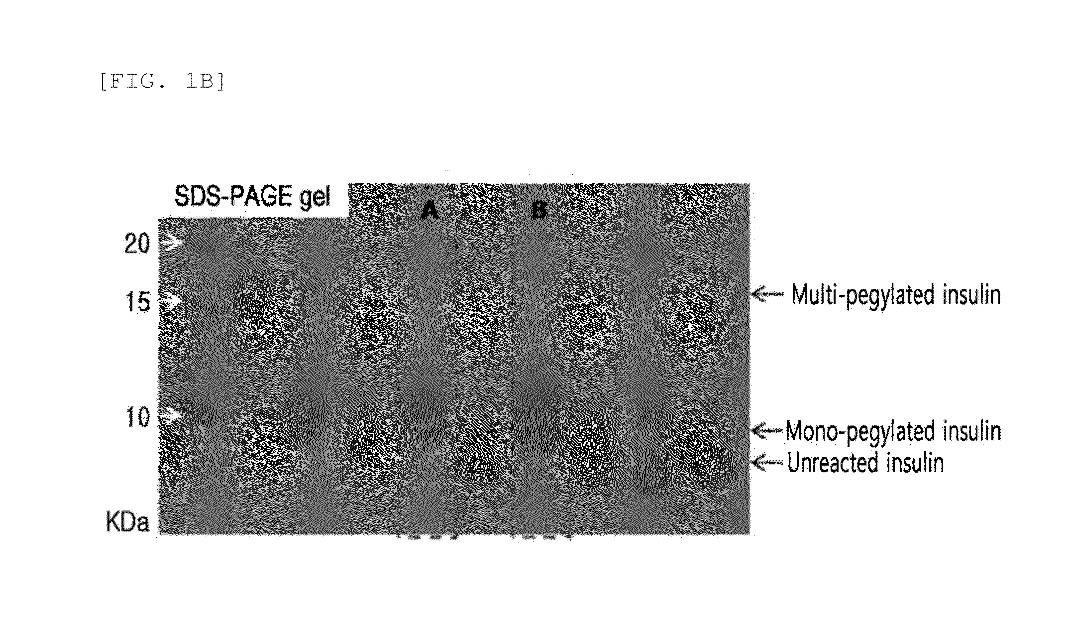 Site-specific insulin conjugate