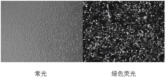 Chicken MDA5 gene promoter and application thereof