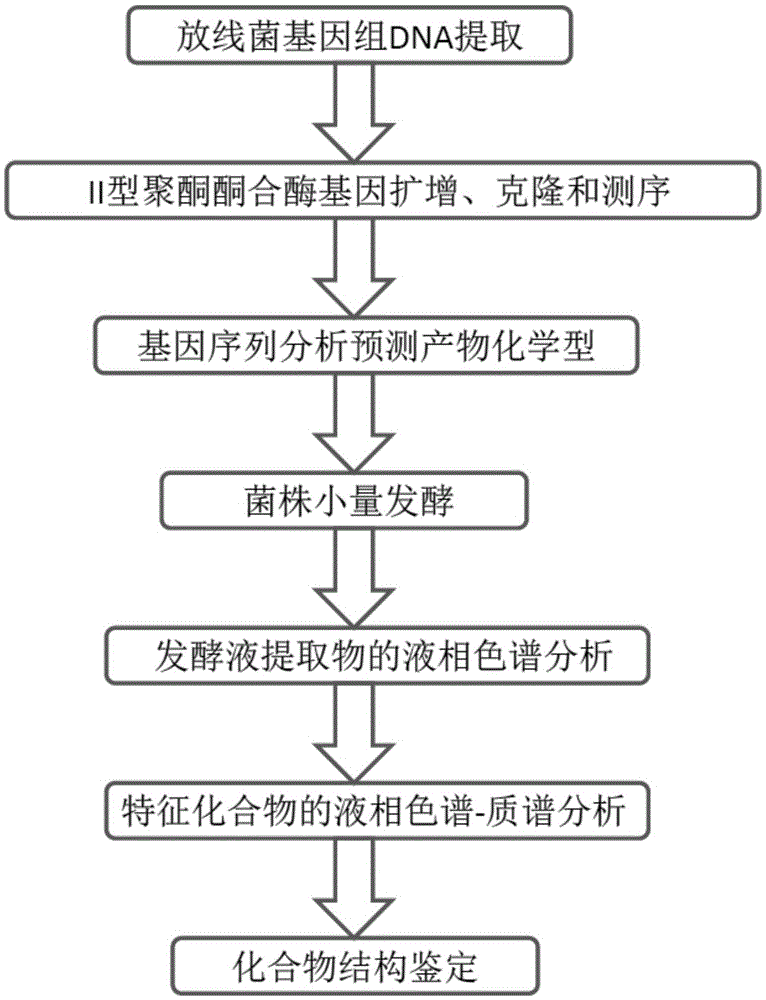 Aromatic ring polyketide finding and identifying method mediated through gene analysis