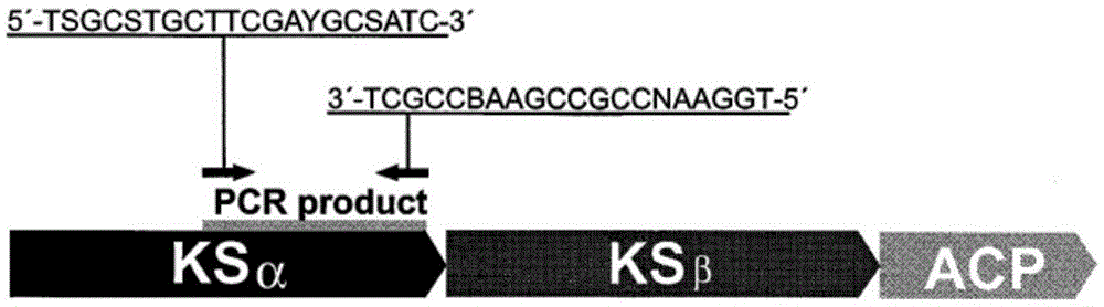 Aromatic ring polyketide finding and identifying method mediated through gene analysis