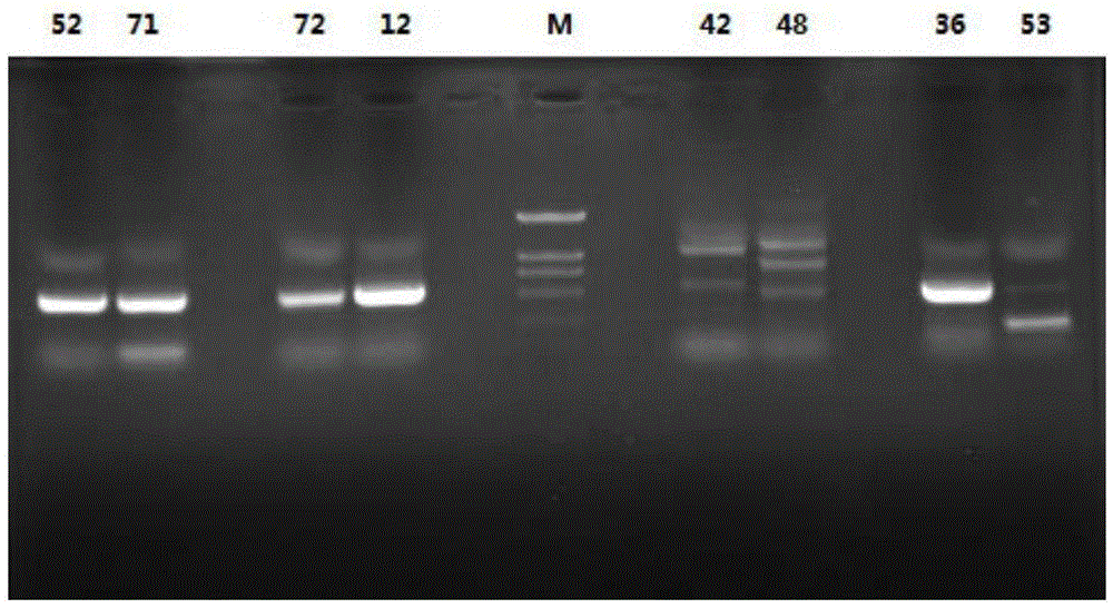 Aromatic ring polyketide finding and identifying method mediated through gene analysis