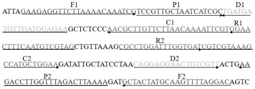 Streptococcus agalactiae amplification primer group, application and detection method of streptococcus agalactiae