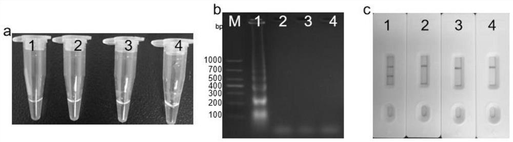 Streptococcus agalactiae amplification primer group, application and detection method of streptococcus agalactiae