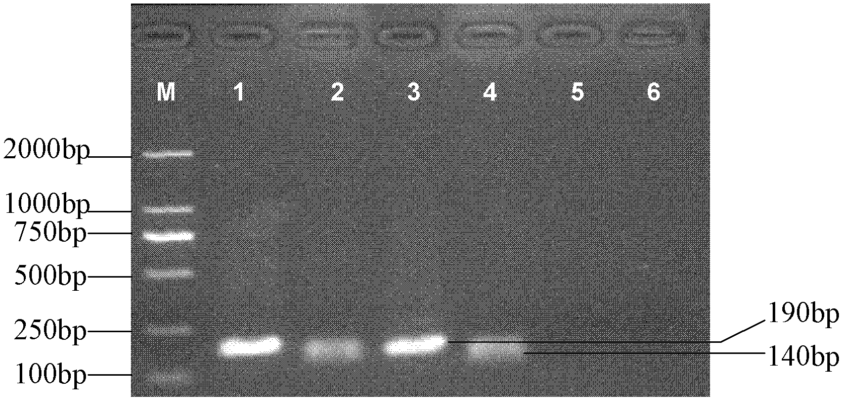 One-step semi-nested human papilloma virus screening method