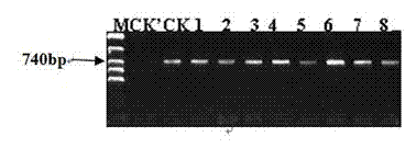 Tomato fruit ripening gene SINAC3 and application thereof