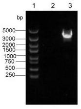 Use of a histidine kinase gene hisk2301