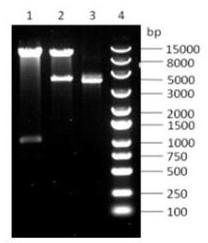 Use of a histidine kinase gene hisk2301