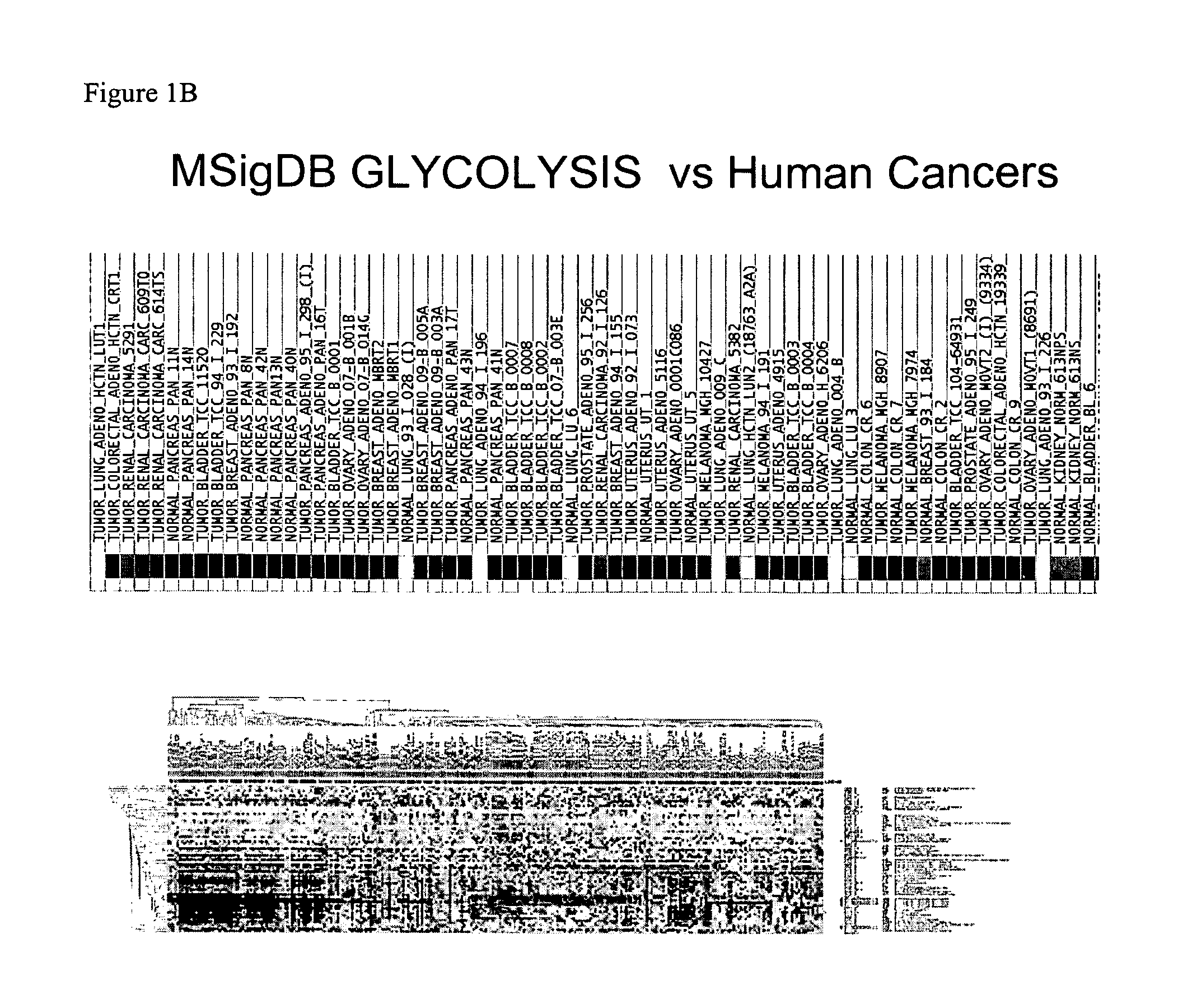 Methods for treating neoplasia by inhibiting lactate dehydrogenase and/or nicotinamide phosphoribosyltransferase