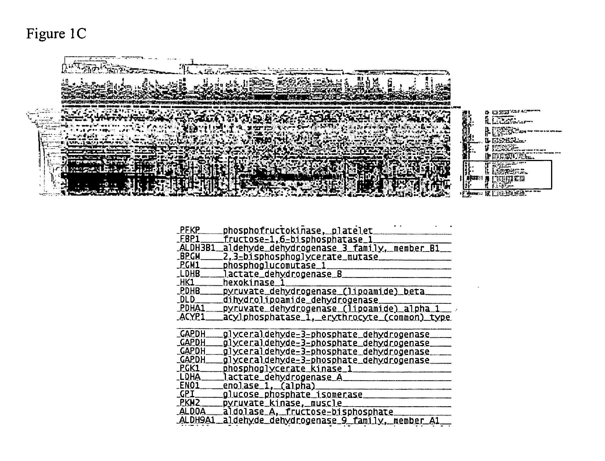 Methods for treating neoplasia by inhibiting lactate dehydrogenase and/or nicotinamide phosphoribosyltransferase