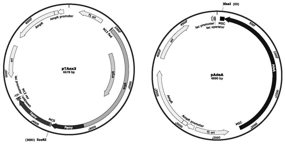 Compound as well as synthetic gene cluster and application thereof