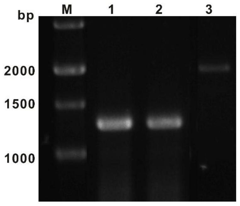 Compound as well as synthetic gene cluster and application thereof