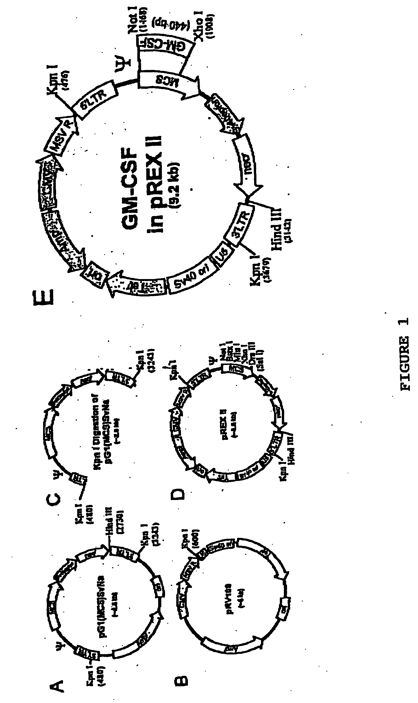 Targeted vectors for cancer immunotherapy