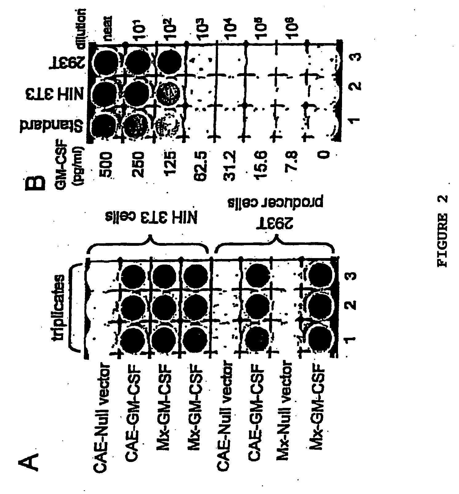 Targeted vectors for cancer immunotherapy