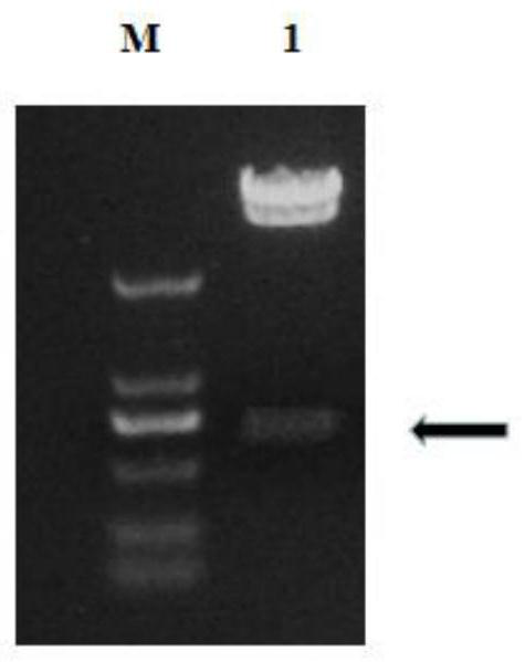 Construction and application of an anti-sclerotinia gene gmgst1 and gmgst1 transgenic plant