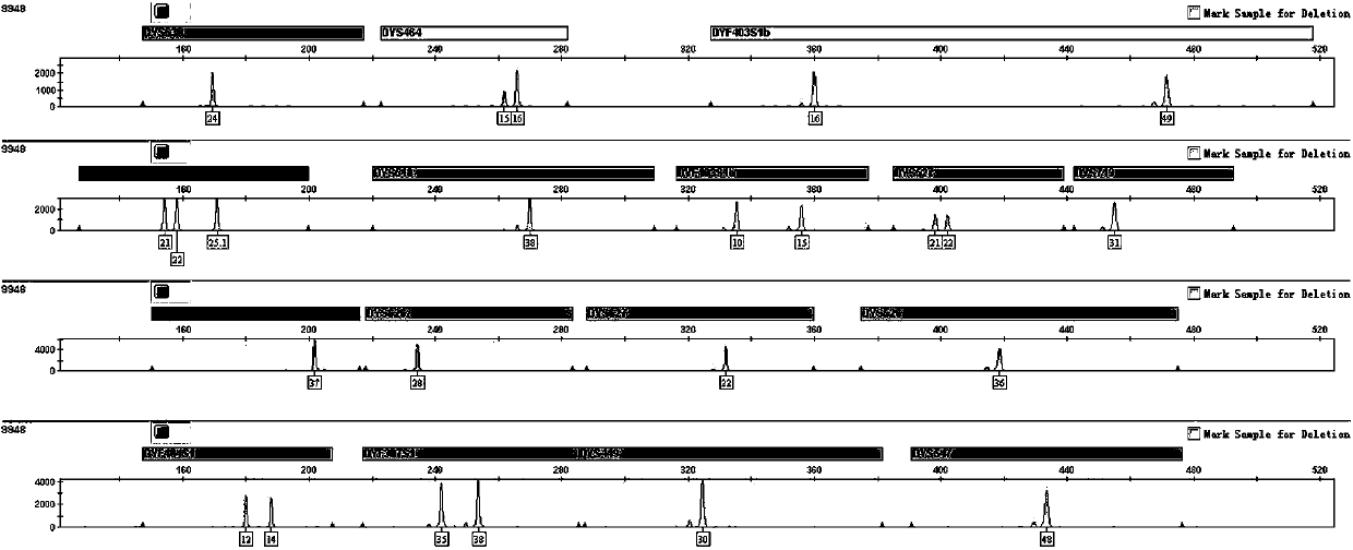 Multiplex amplification system for rapidly mutating Y-chromosome short tandem repeats, kit and application