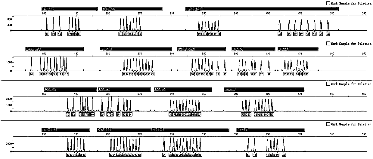 Multiplex amplification system for rapidly mutating Y-chromosome short tandem repeats, kit and application