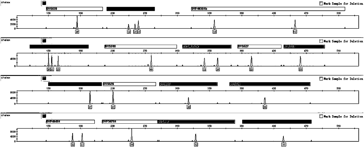 Multiplex amplification system for rapidly mutating Y-chromosome short tandem repeats, kit and application