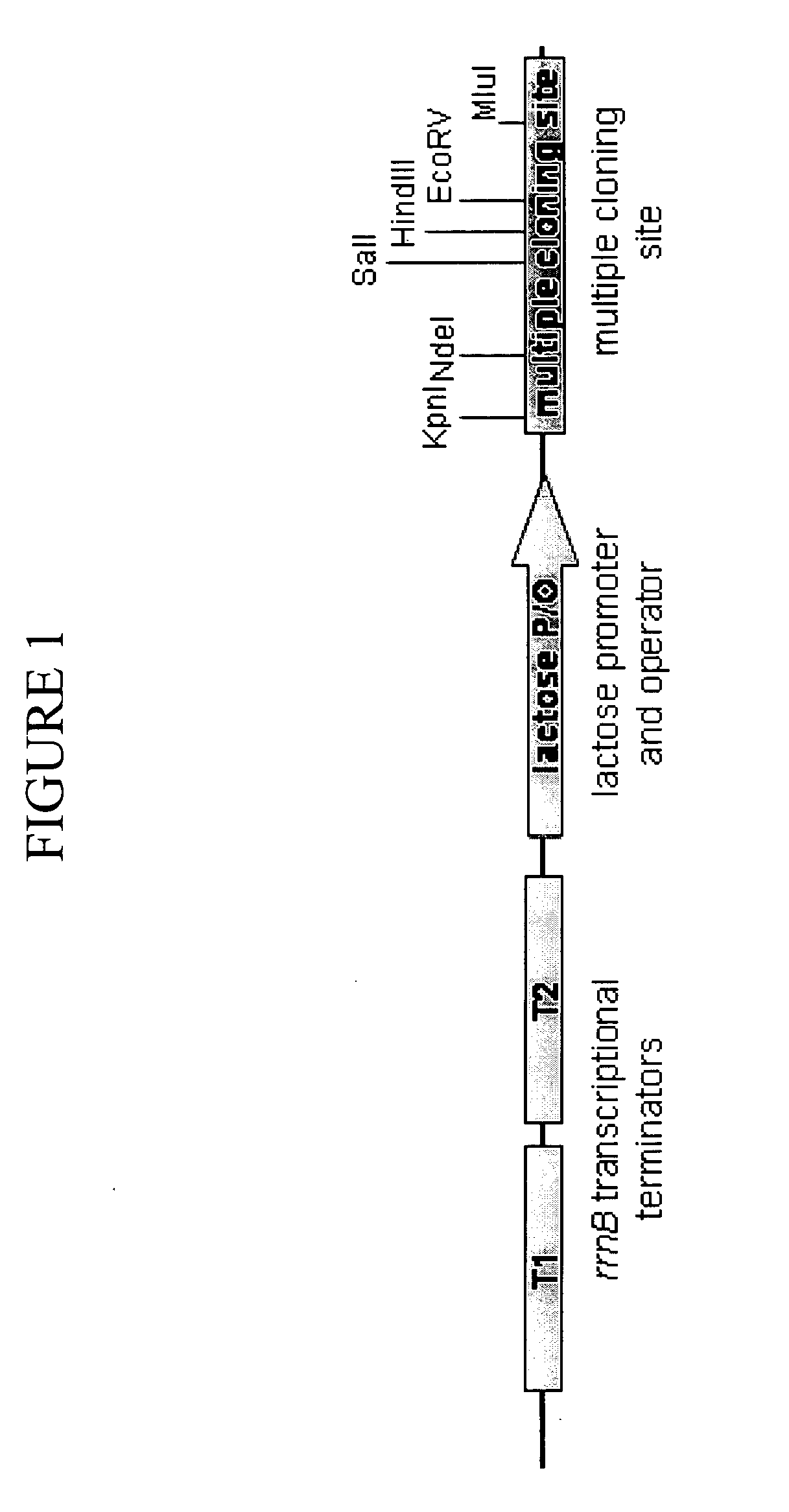 Systems for tightly regulated gene expression