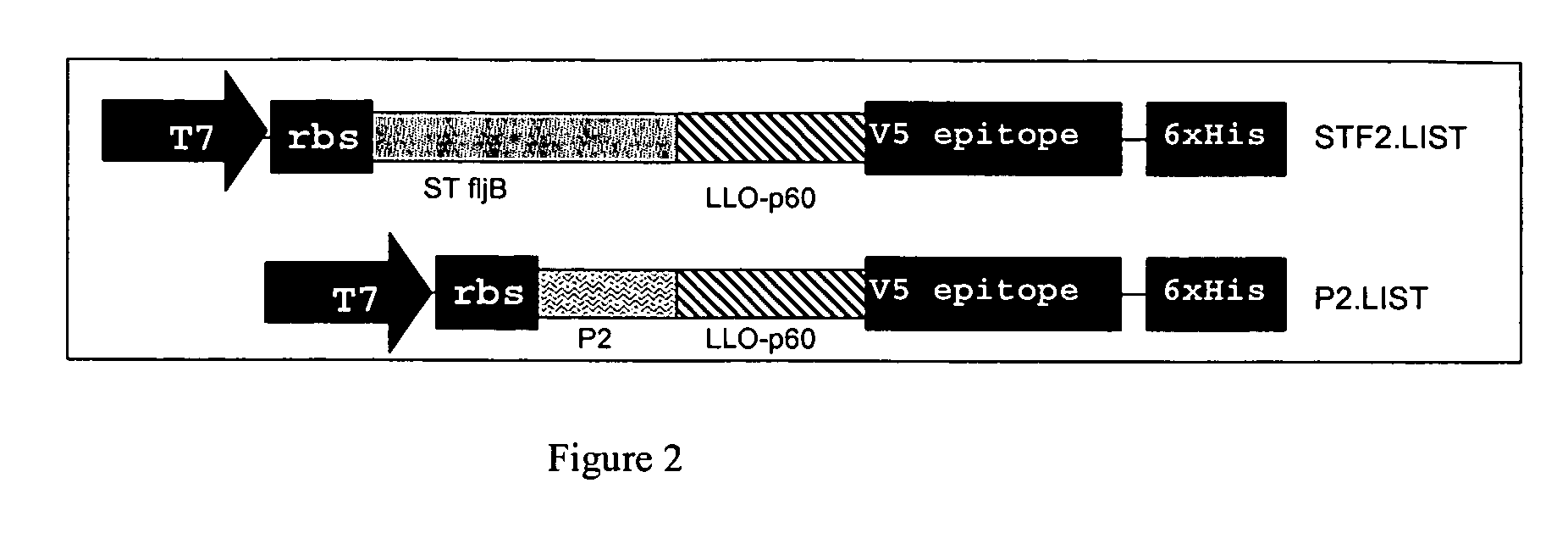 Compositions of pamps and Listeria monocytogenes and methods of use