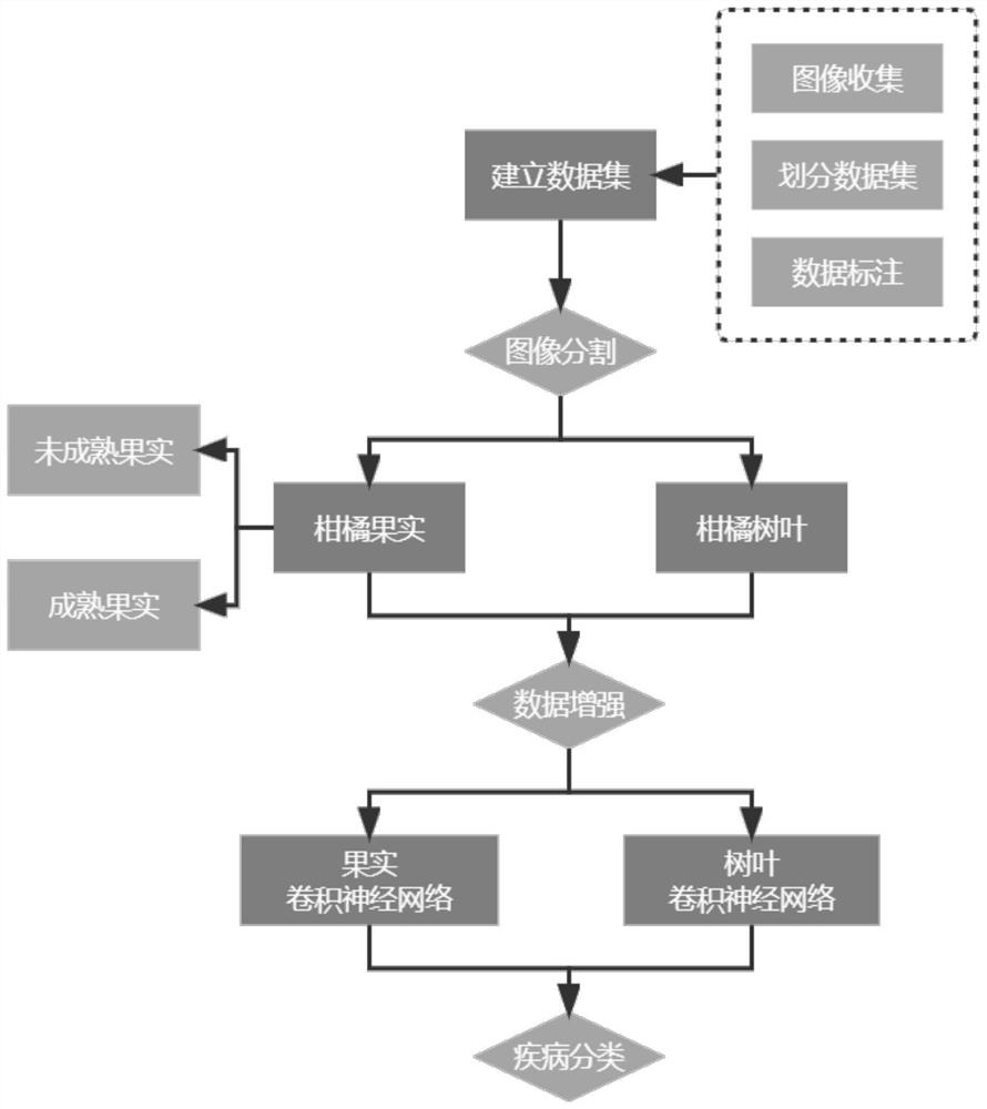 Fruit tree pest identification method and system based on convolutional neural network