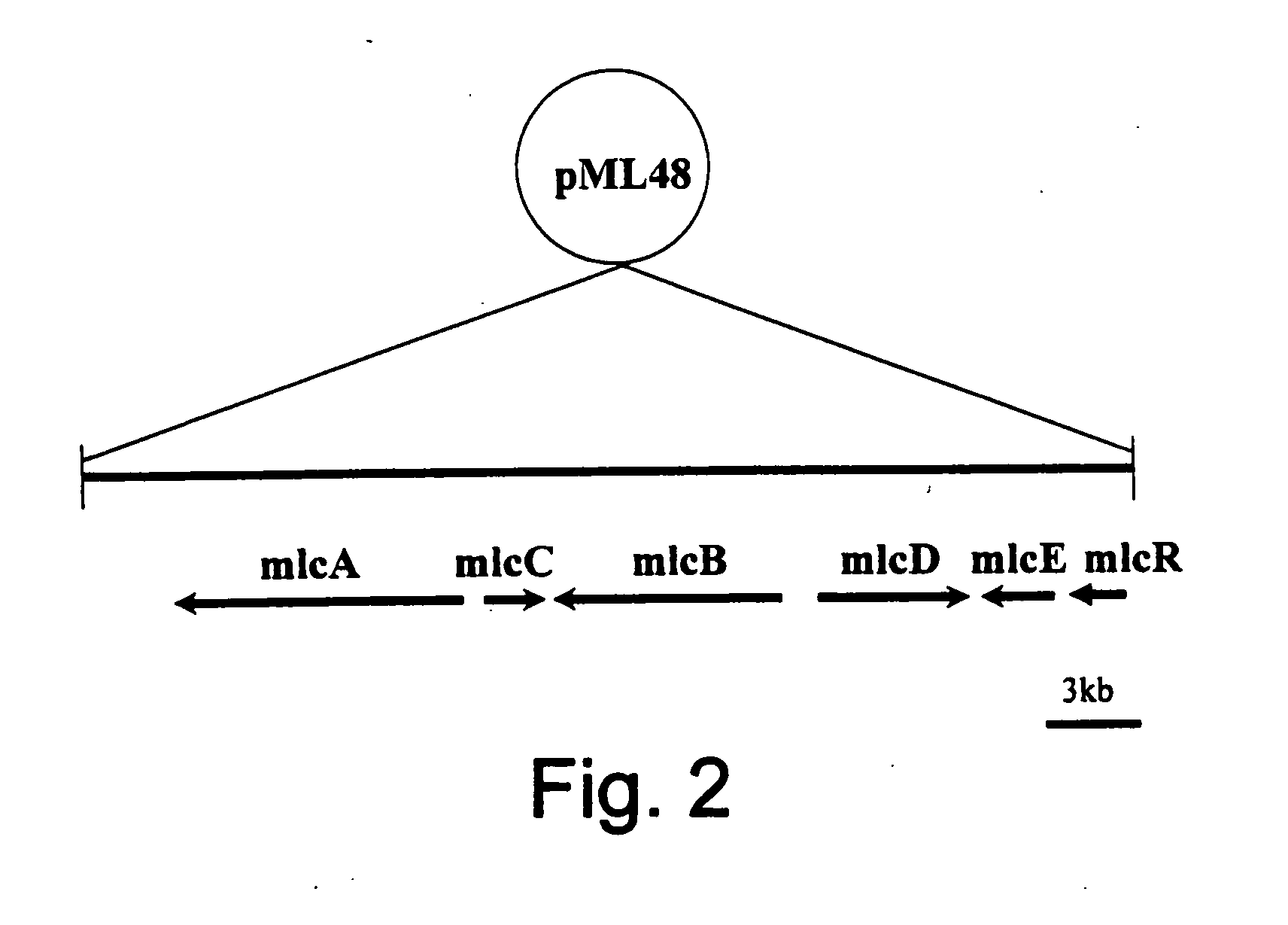 Genes from a gene cluster