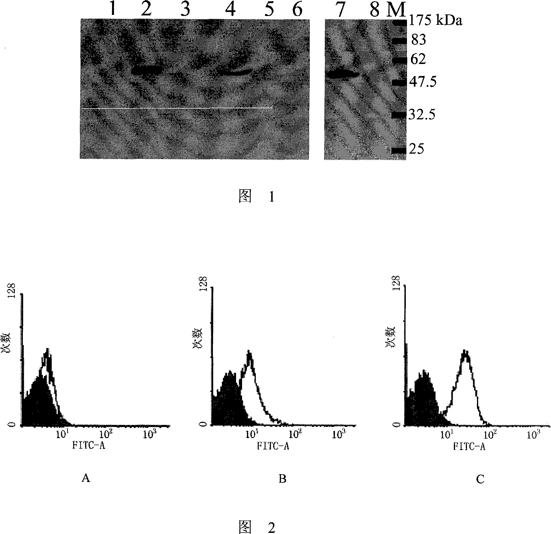 Monoclonal antibody of membrane protein E for resisting West Nile virus and application thereof