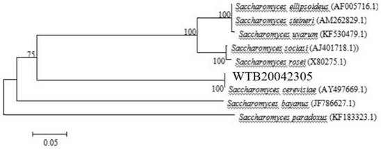 Saccharomyces cerevisiae for whole-process green production of fruit wine and application of saccharomyces cerevisiae