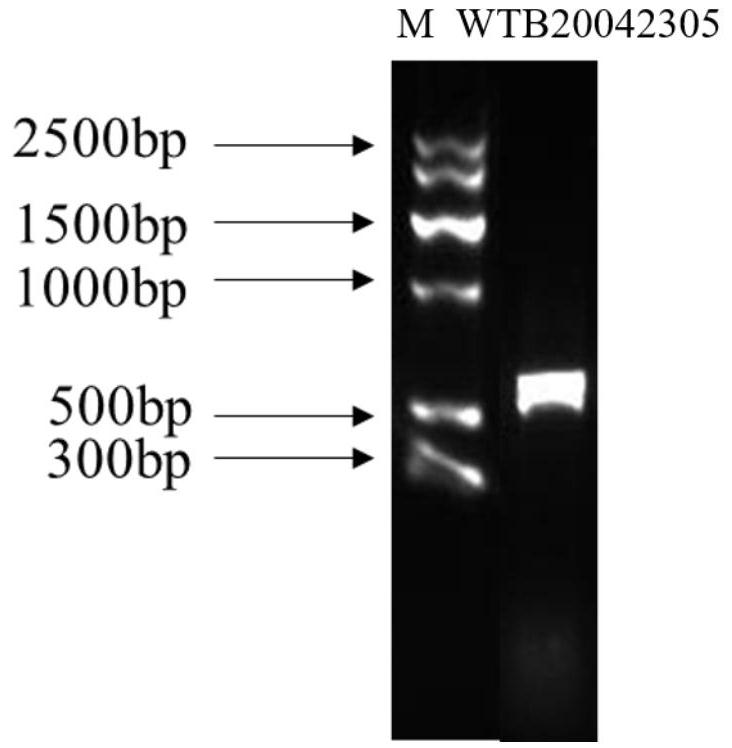 Saccharomyces cerevisiae for whole-process green production of fruit wine and application of saccharomyces cerevisiae