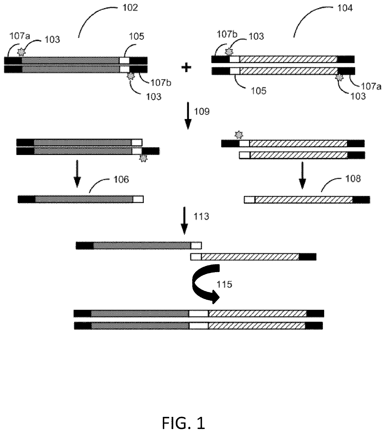 Methods for seamless nucleic acid assembly