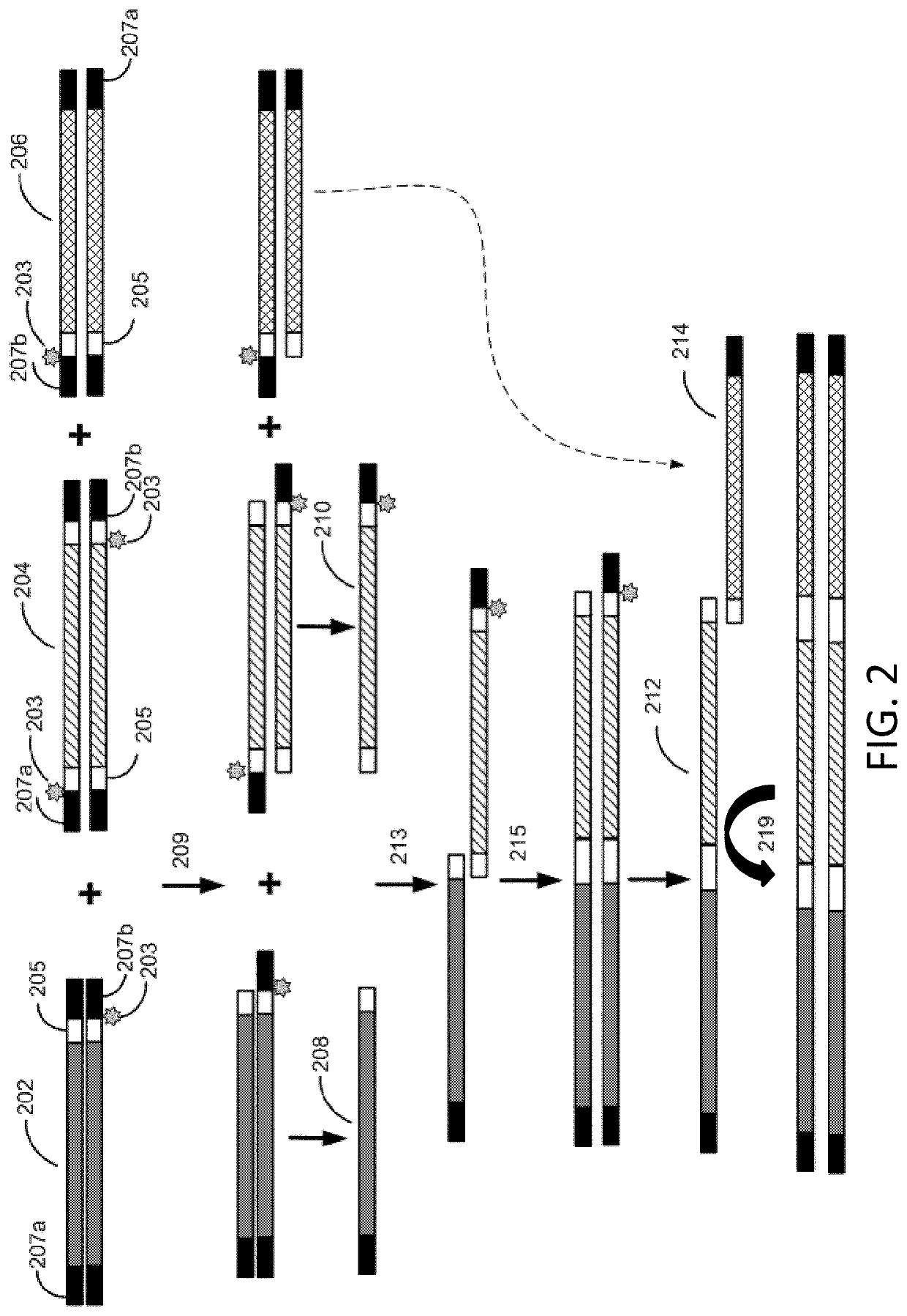 Methods for seamless nucleic acid assembly