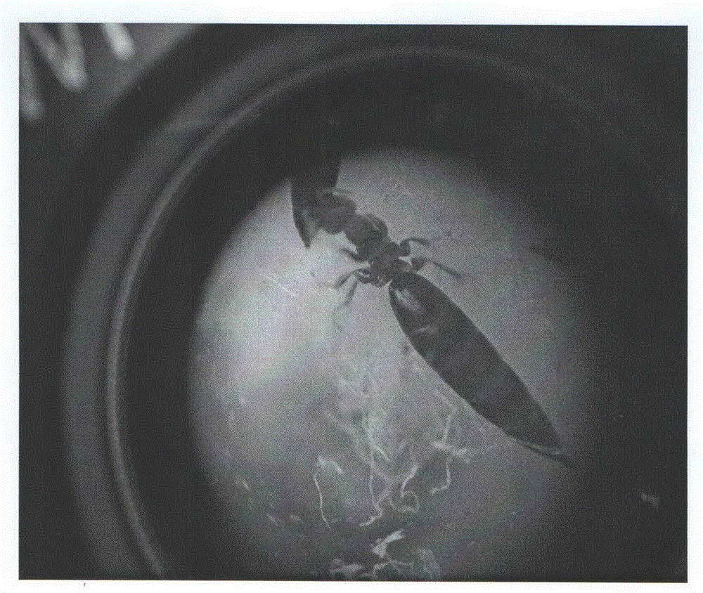 Method for scleroderma guani with aspergillus flavus preventing larvas of melanophila decastigma fabricius