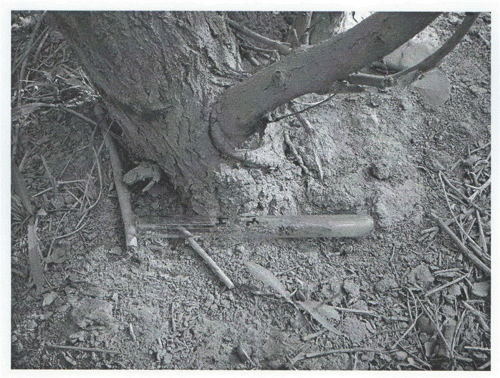 Method for scleroderma guani with aspergillus flavus preventing larvas of melanophila decastigma fabricius