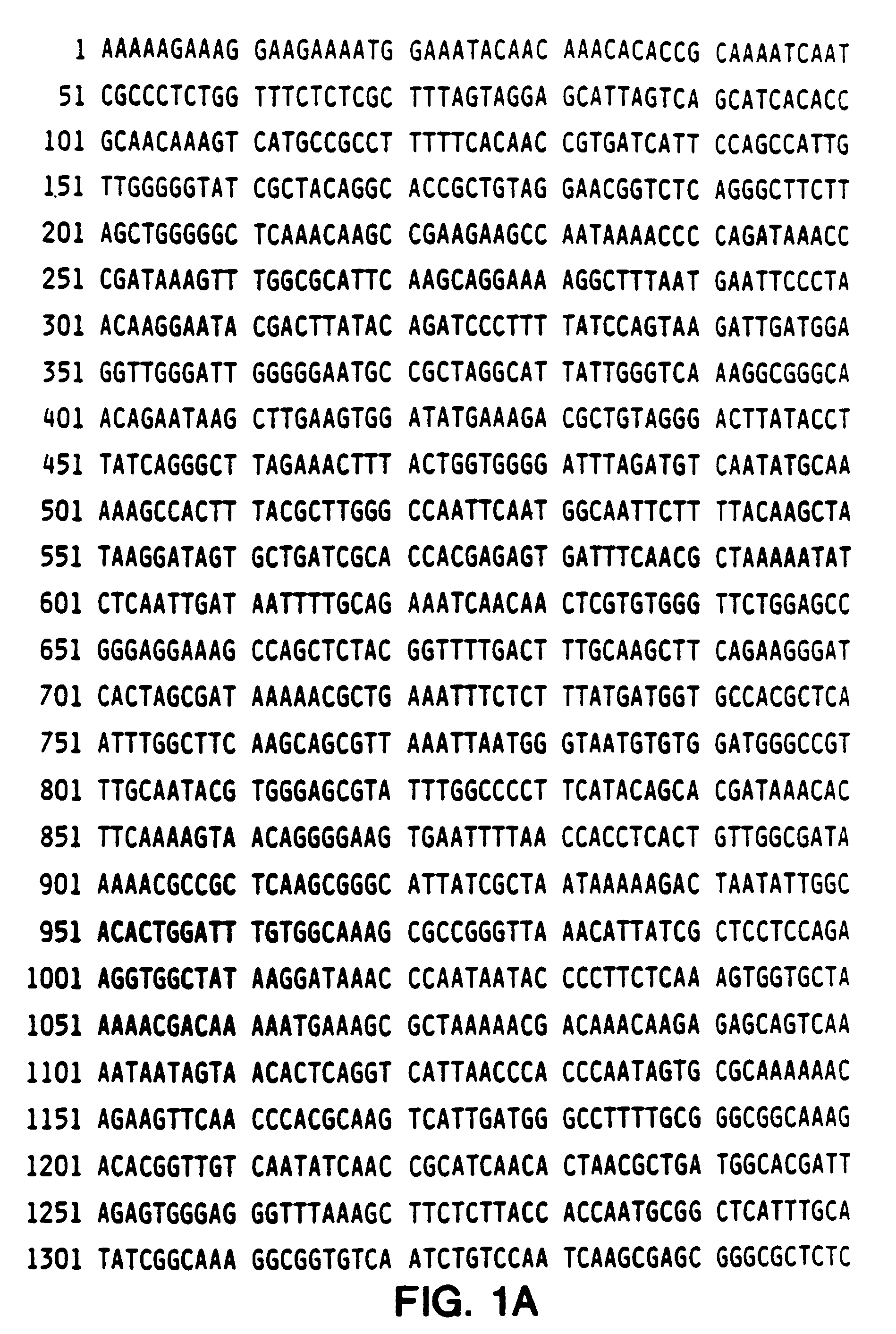 Helicobacter pylori CAI antigen