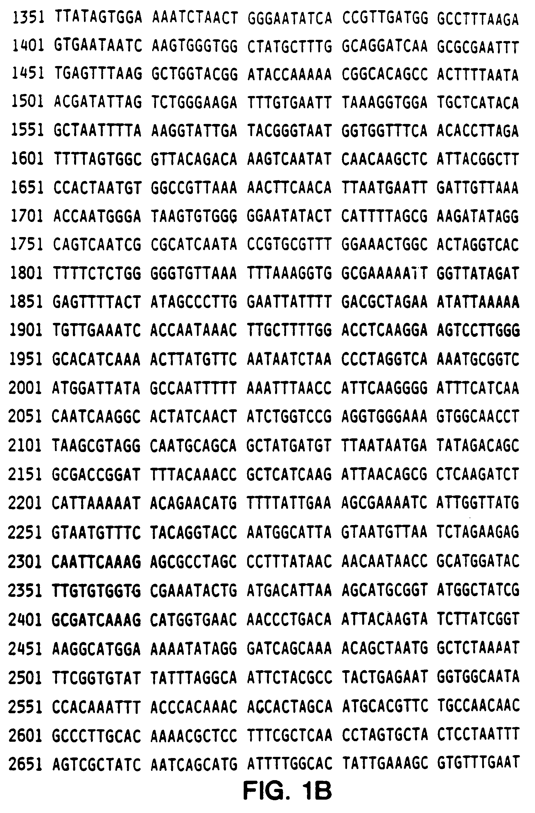 Helicobacter pylori CAI antigen