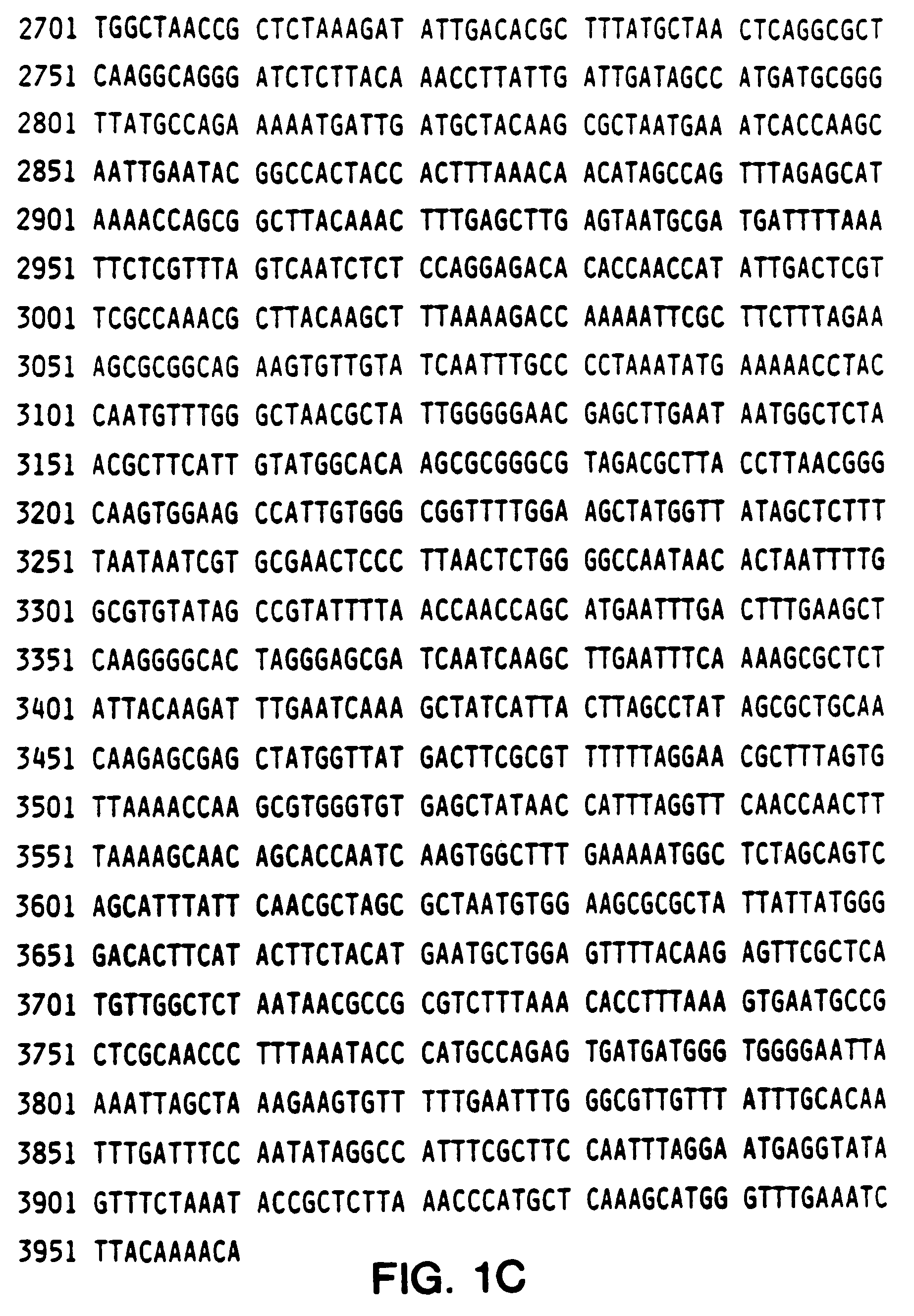 Helicobacter pylori CAI antigen