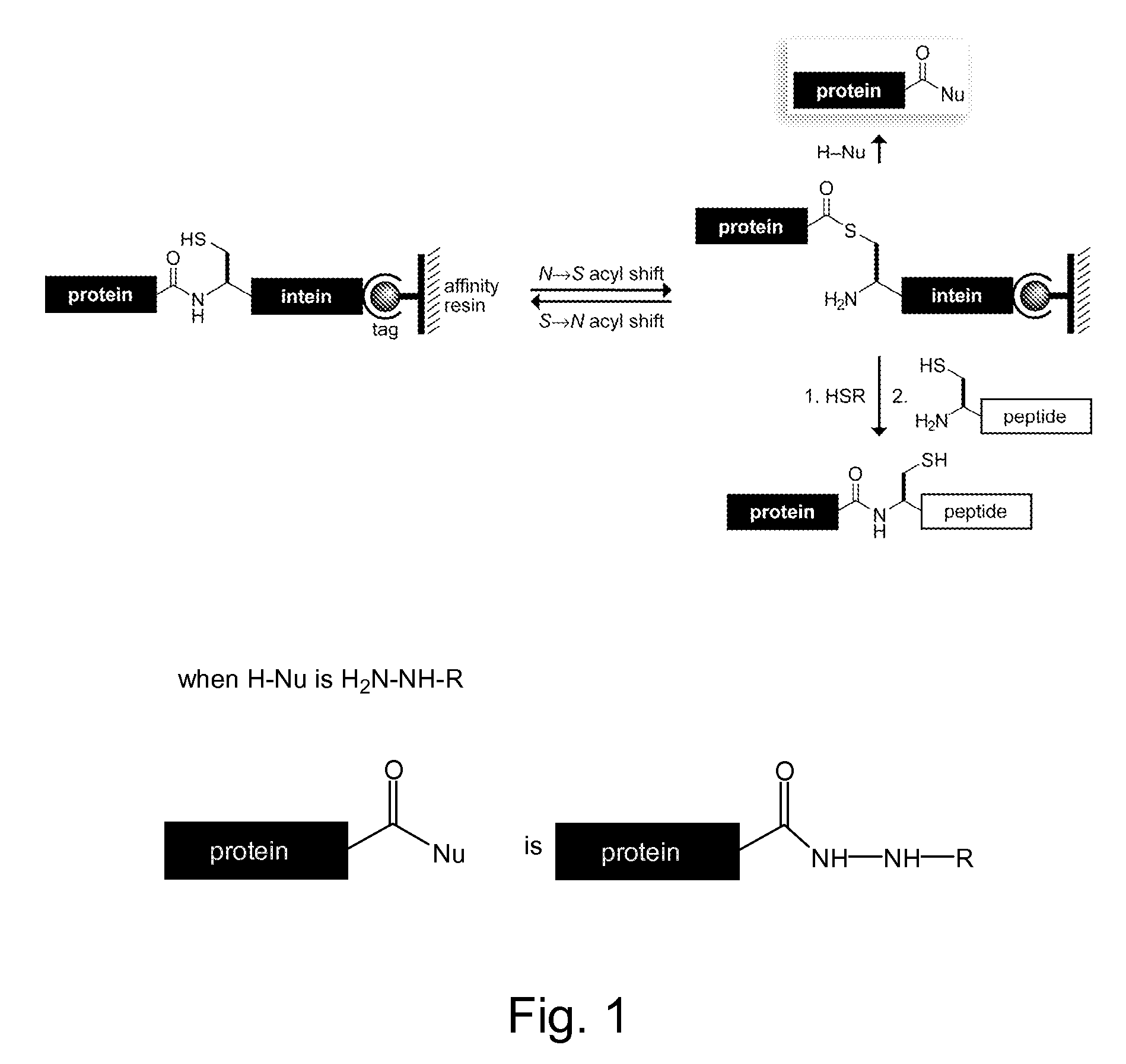 Reagents and methods for appending functional groups to proteins