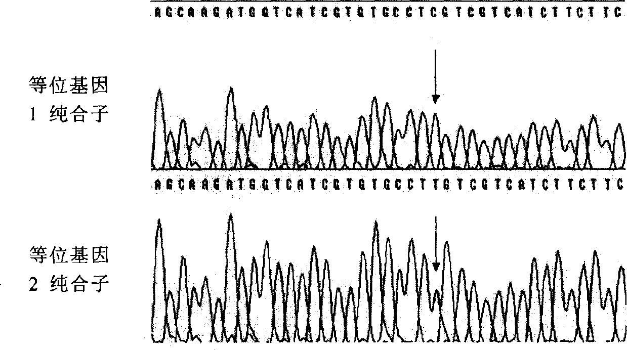 Gene of cortexin-3 receptor of pig melanin and method for detecting polymorphism of mononucleotide