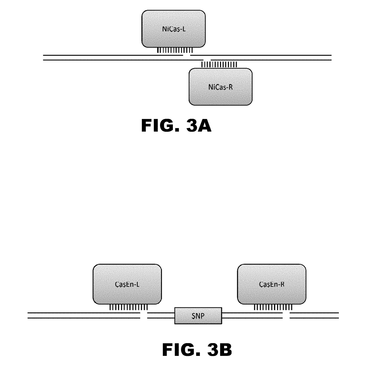 Crispr-based genome modification and regulation