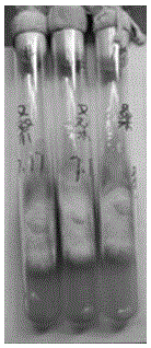 Preparation method of phellinus linteus sweet wine