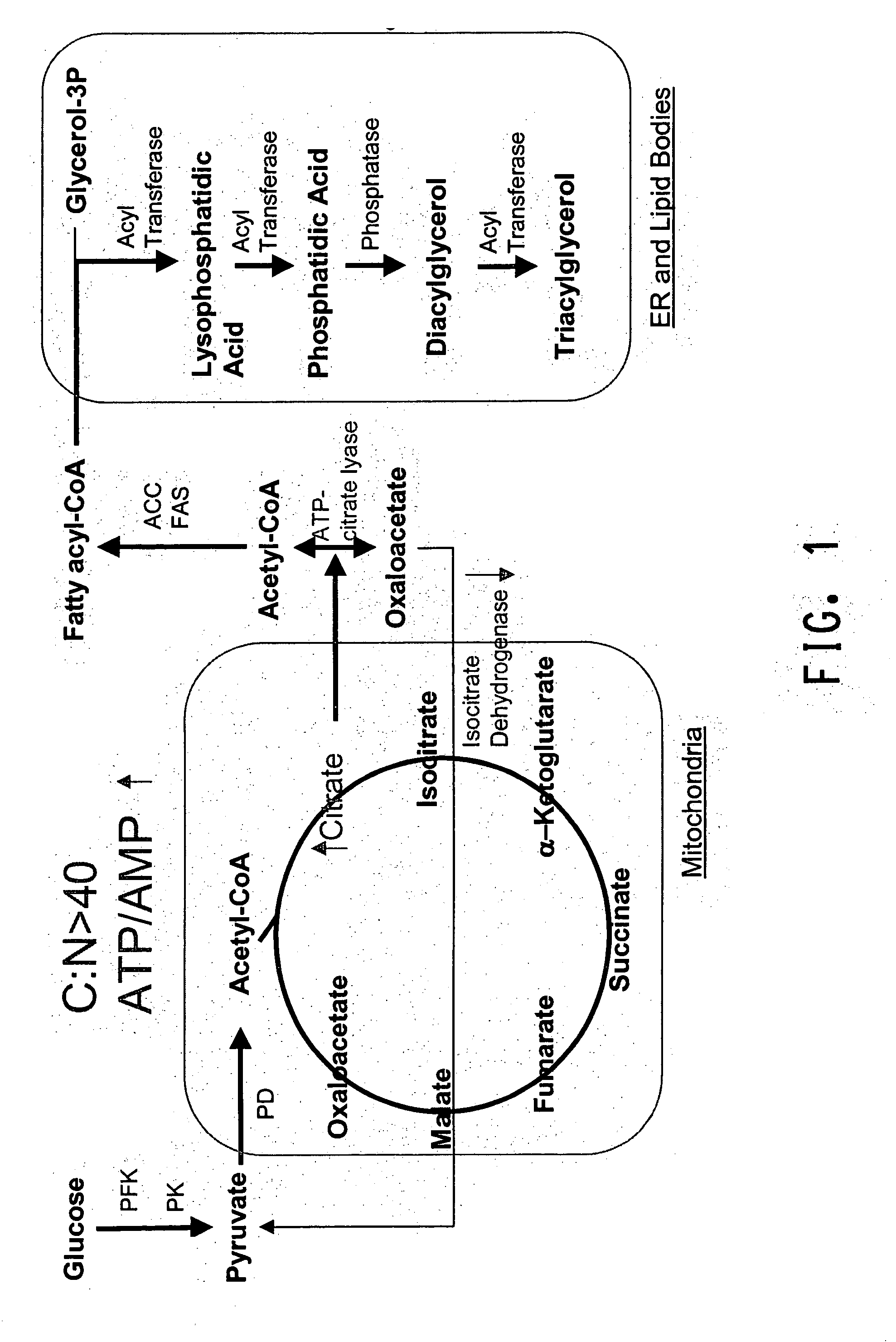 Delta 12 desaturases suitable for altering levels of polyunsaturated fatty acids in oleaginous yeast