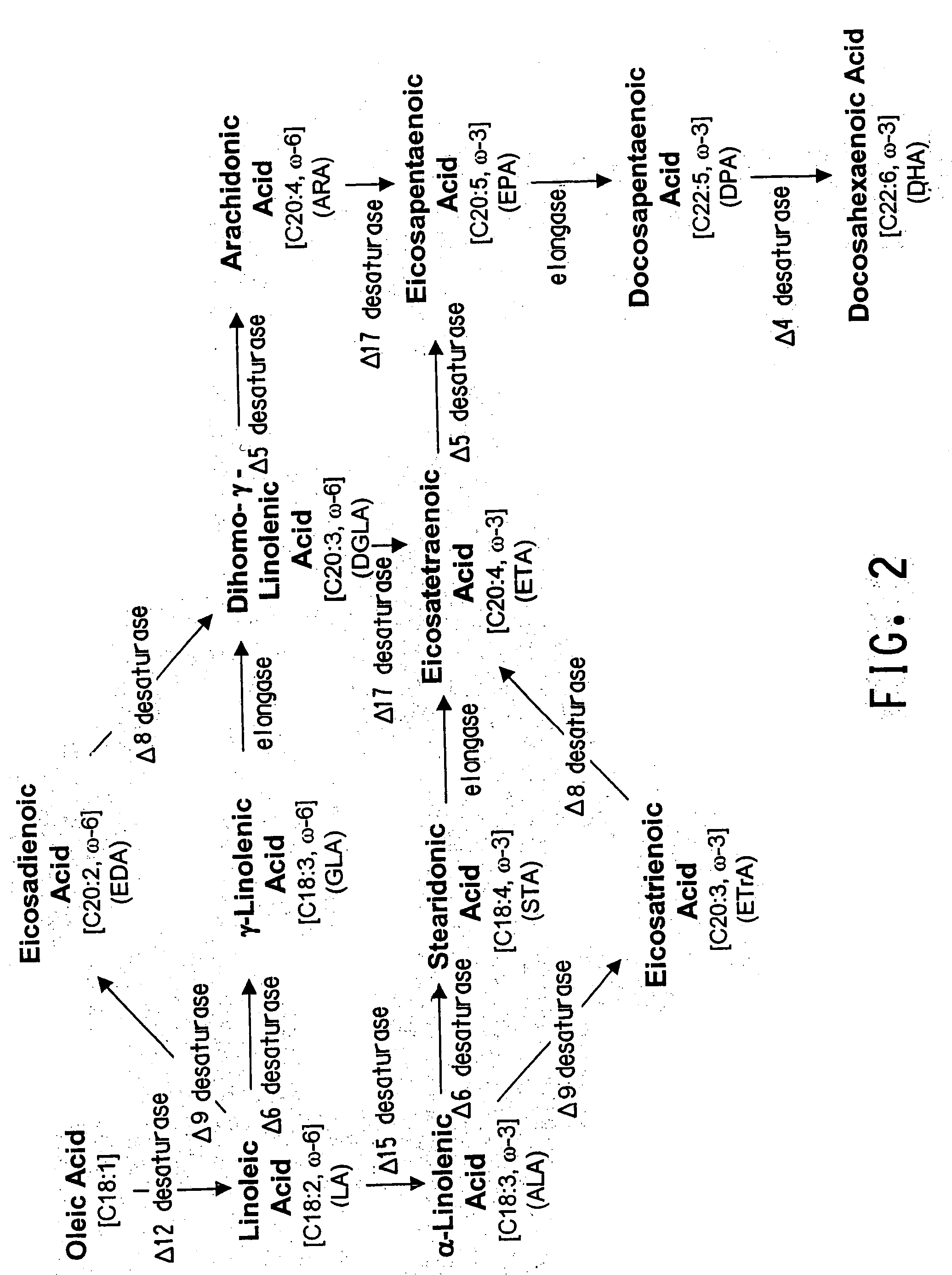 Delta 12 desaturases suitable for altering levels of polyunsaturated fatty acids in oleaginous yeast