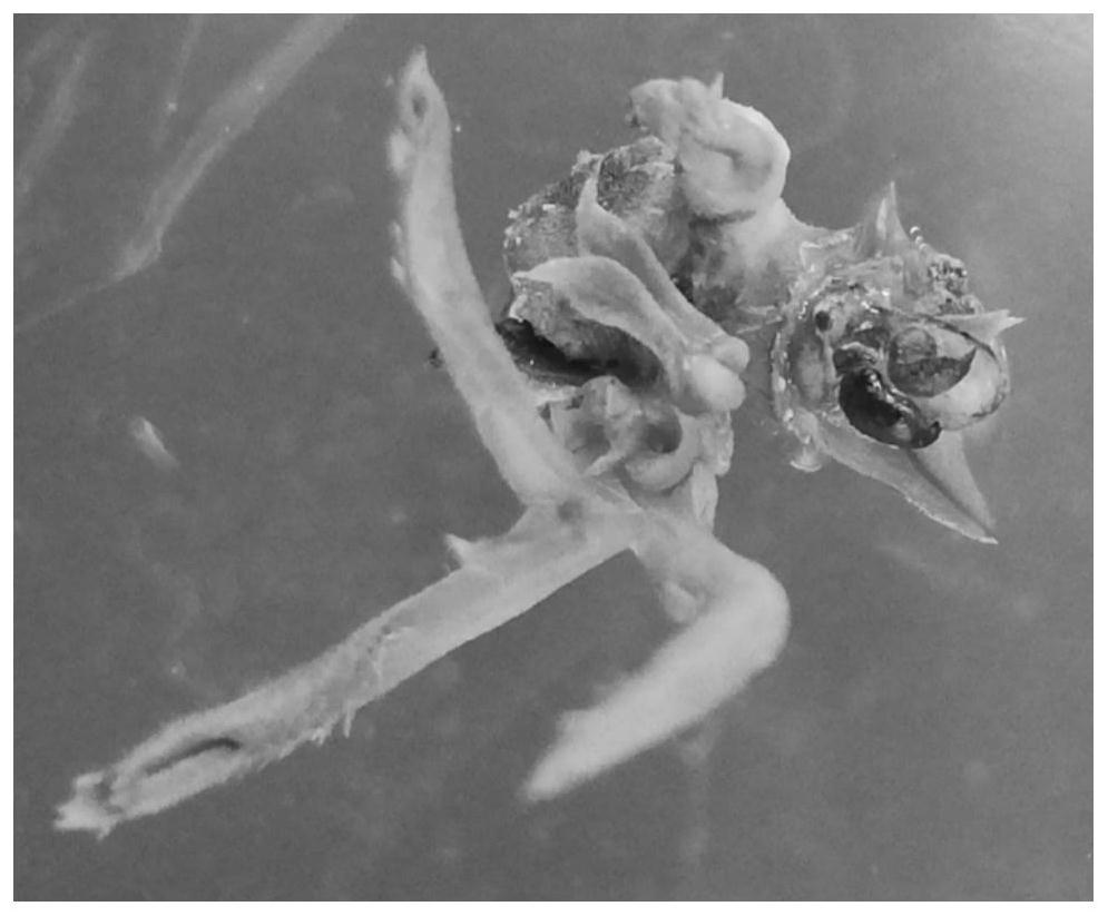 A method for direct regeneration and in vitro rooting of Qizhu hypocotyls