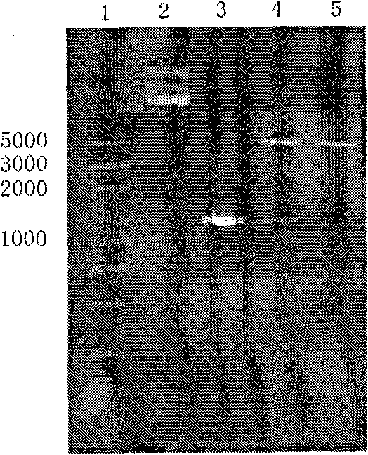 Bacterial laccase gene and expression and application thereof